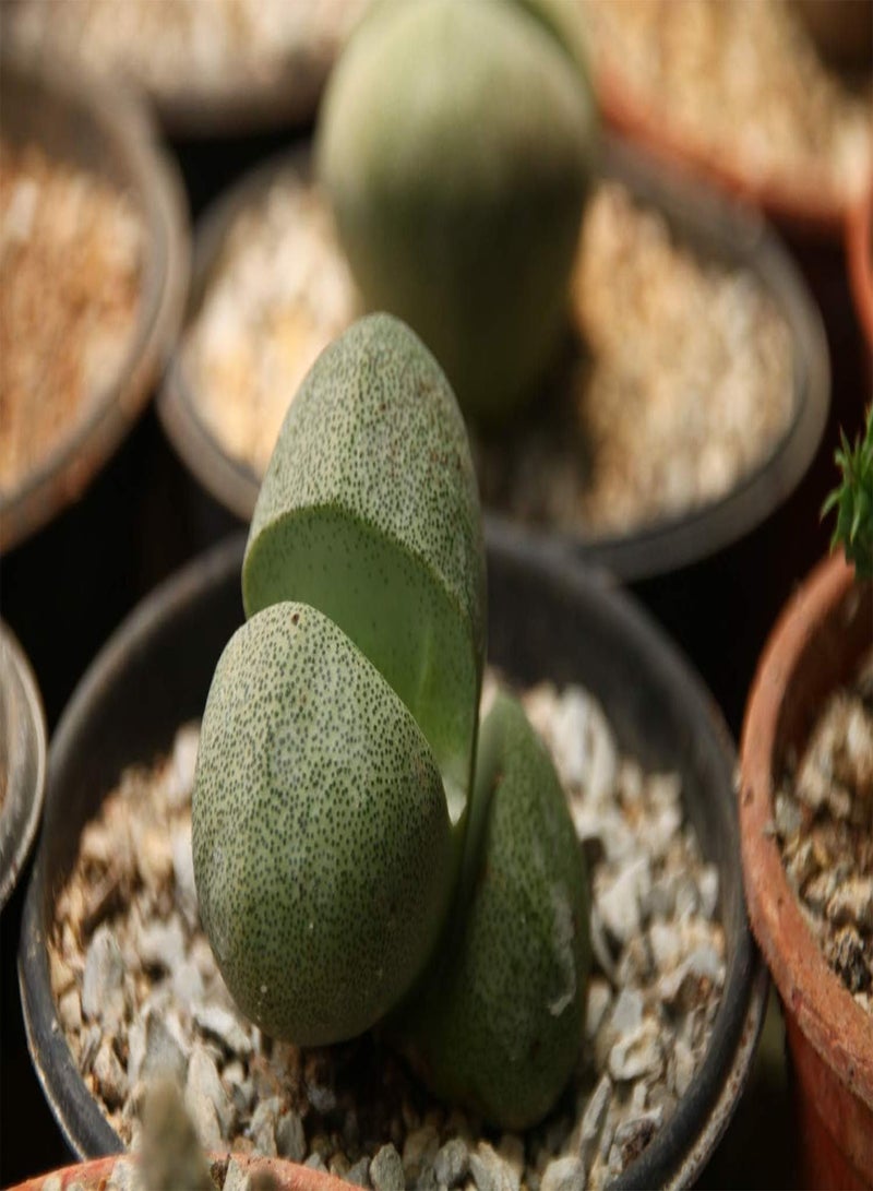 GGOOT Gift Set - Living Granite - 40 Seeds - Pleiopilos nelii - Image 5