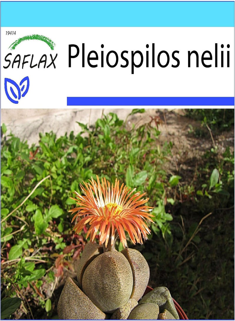 GGOOT Gift Set - Living Granite - 40 Seeds - Pleiopilos nelii - Image 1
