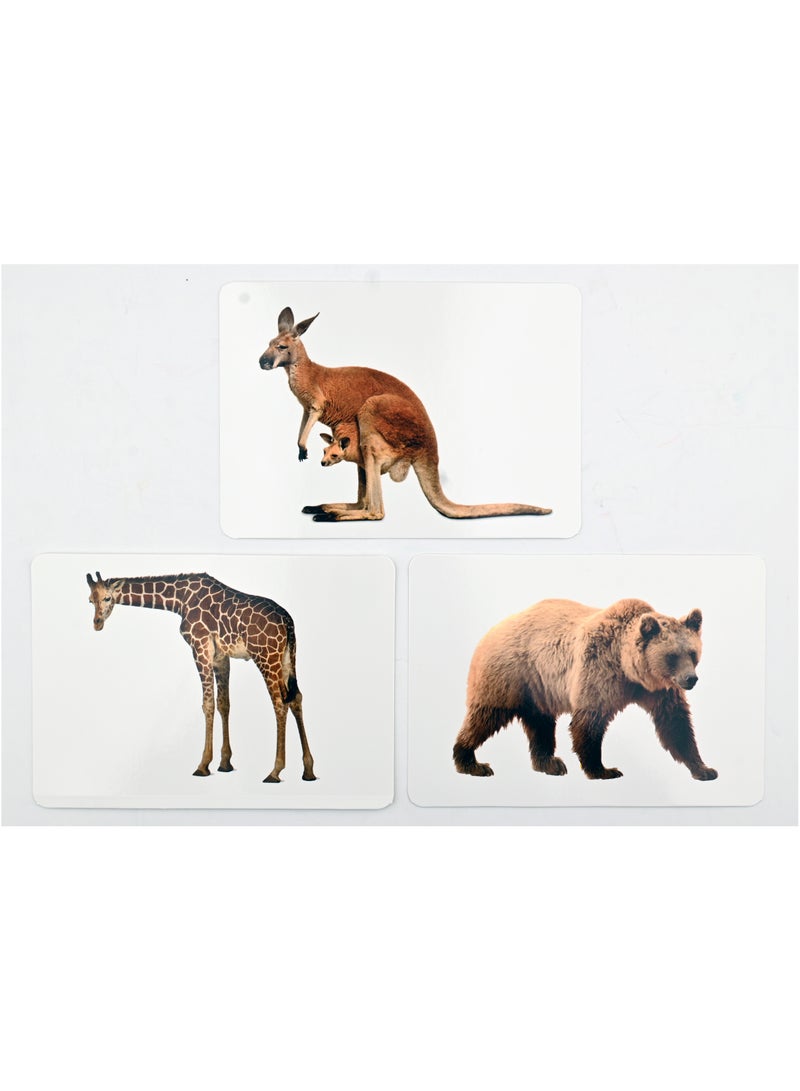 Jungle Animals Cards (Learn With Pictures) - Image 2