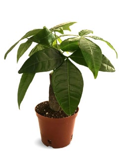 Pachira Plant - The Bonsai Plant   Indoor Live / Natural Potted Plants For Home Office Decor