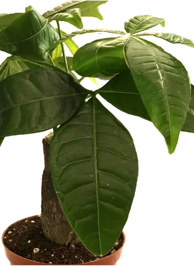 Generic - Pachira Plant - The Bonsai Plant   Indoor Live / Natural Potted Plants For Home Office Decor - Image 1