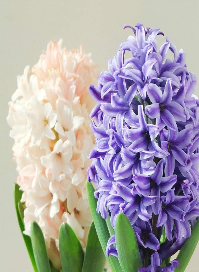 GGOOT 300Pcs Hyacinth Seeds Beautiful Colorful Bonsai Plants Seeds Non-GMO Perennial Flower Plant Seeds Home Garden Yard Decor White - Image 4