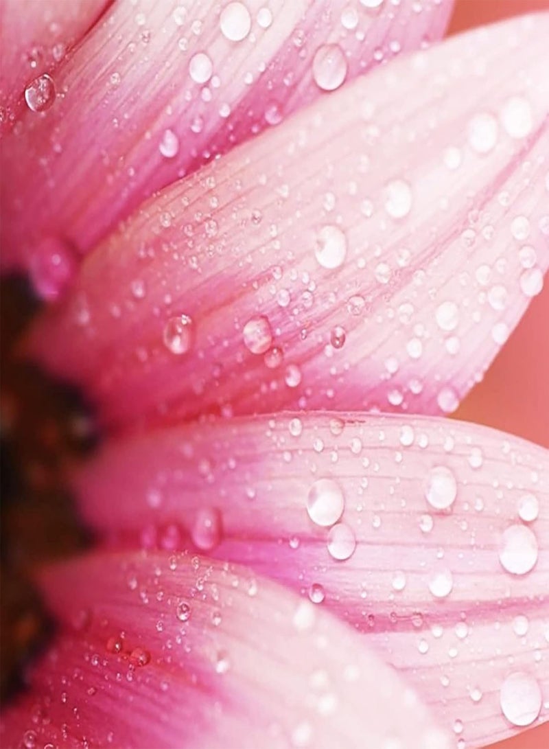 GGOOT 50Pcs/Bag Sunflower Seeds High Germination Fresh Gardening Fruit Sunflower Seeds Garden Supplies Pink - Image 4