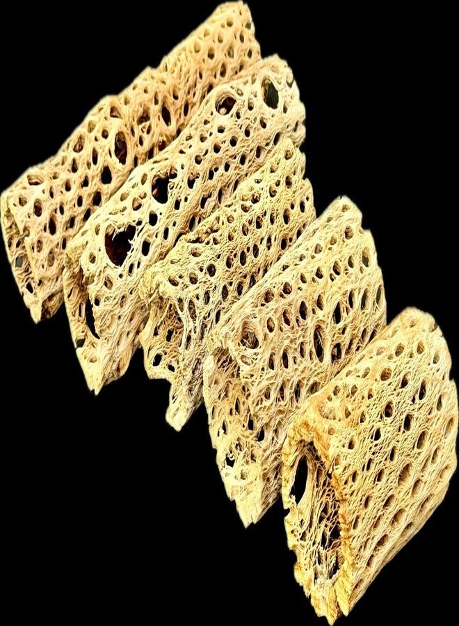 Cholla Cactus Wood in Various Lengths (6")