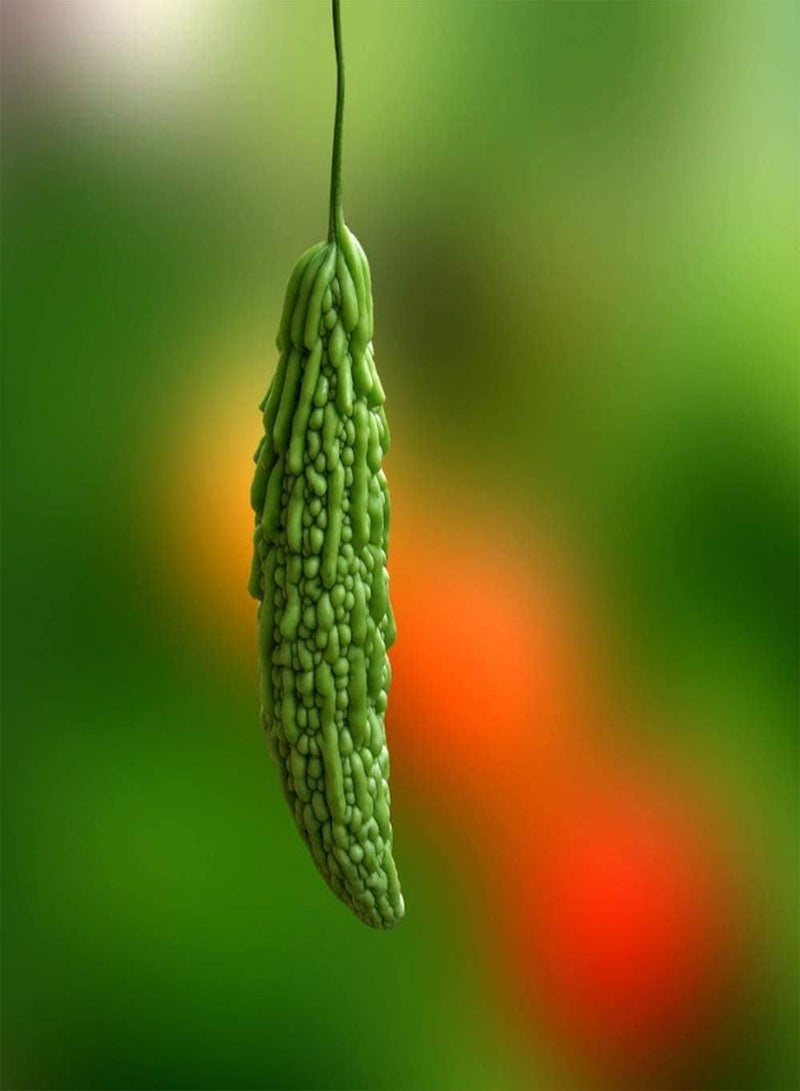 GGOOT 30Stück Bitterkürbissamen saftiges Gemüse für die Familie Weit verbreitet auf der ganzen Welt kultiviert bereit Zum Anpflanzen Oder Zubereiten ALS jedes Gericht - Image 1