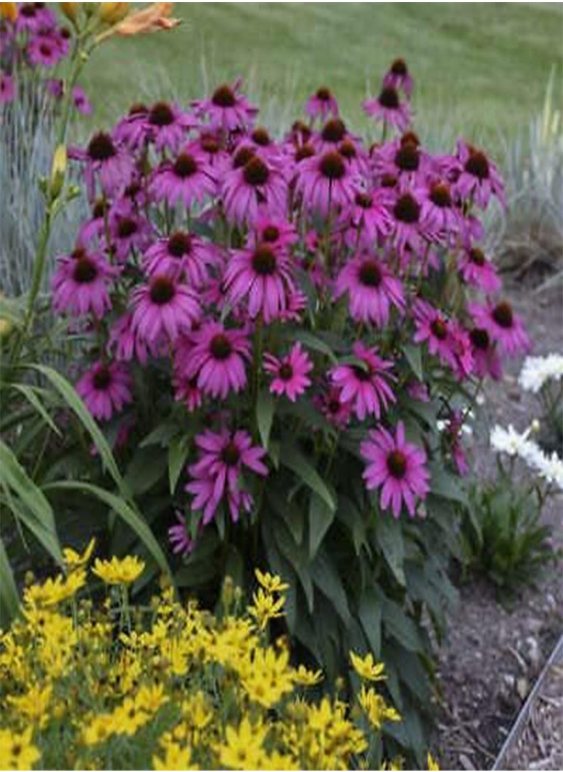 GGOOT 50 Bright Purple Coneflower Seeds Echinacea Perennial Flowers Flower Seed  - Image 1