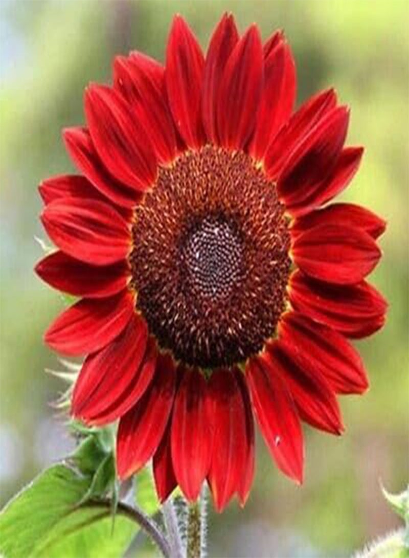 جي جوت 60 قطعة من بذور عباد الشمس الحمراء - Image 2