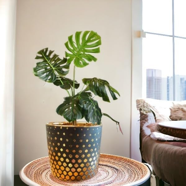Fox & Fern Premium Ceramic Round Flower Pot (Dia- 5 Inch) for All Kinds of Flower Planters and Green Plants (Home/Indoor and Garden/Outdoor) (GA132-040C) - Image 5