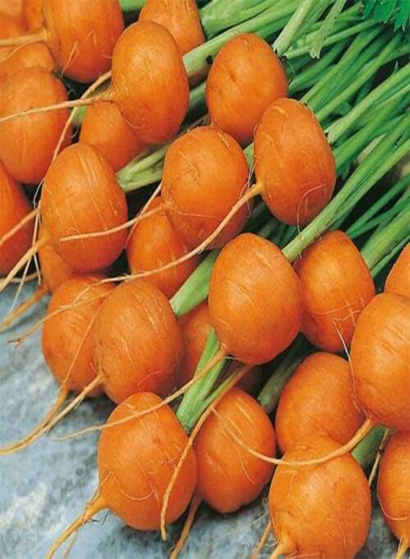 GGOOT 565 Seeds of Carrot Paris Market Round Vegetable 