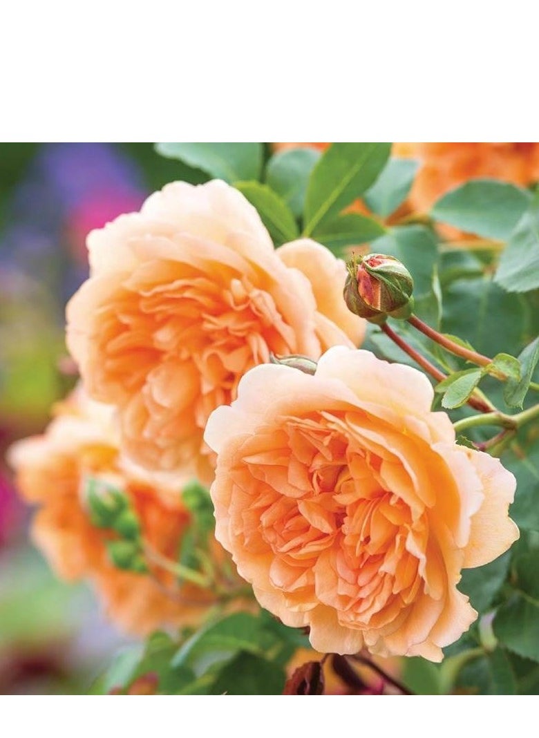 Generic - Climbing Rose Seeds, 300Pcs/Bag Perennial Flower Seeds for Planting, Multi-Color Potted Rose Flower Seeds for Garden Decor Orange - Image 1