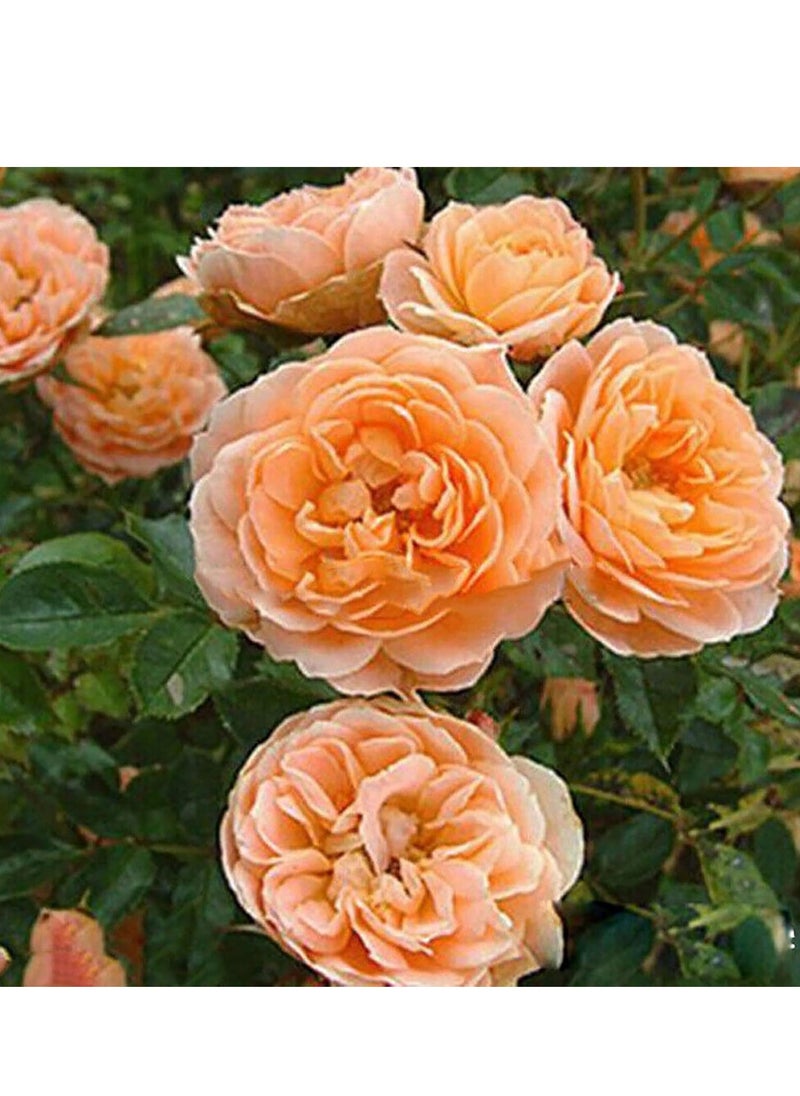 Generic - Climbing Rose Seeds, 300Pcs/Bag Perennial Flower Seeds for Planting, Multi-Color Potted Rose Flower Seeds for Garden Decor Orange - Image 1