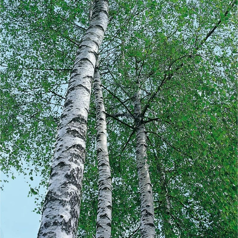 Weleda Birch Body Scrub - Exfoliating and Smoothing Body Scrub with Organic Ingredients, 150 ml - Image 5