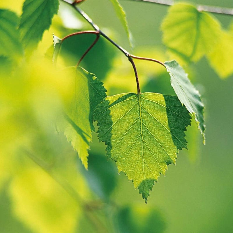 Weleda Birch Body Scrub - Exfoliating and Smoothing Body Scrub with Organic Ingredients, 150 ml - Image 4