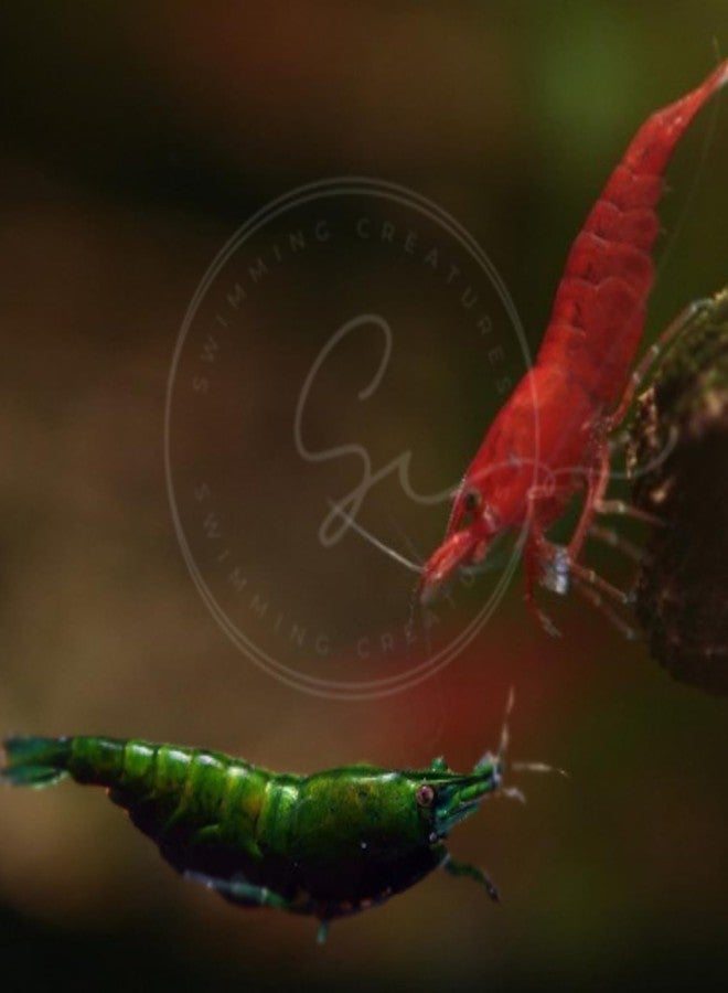 Swimming Creatures™ Premium Neocaridina Shrimp – Fun Two-Color Combo for a Vibrant Aquarium (5 Green 5 Red)
