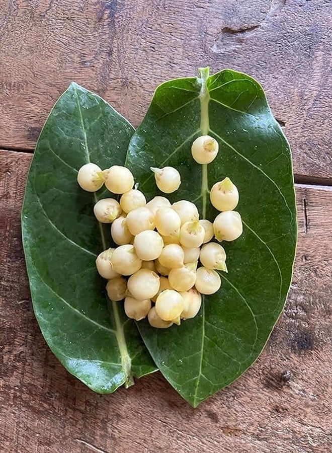AWADH- Desi Mahua Flower Dried 2 kg | (Madhuca Longifolia) Phool Mahua - Mahuya Flower - Madhuca Indica Mahua Fruit from Village Tree Mahua | Mohwa | Vippa | Iluppai | Mohuwa | | - Image 3