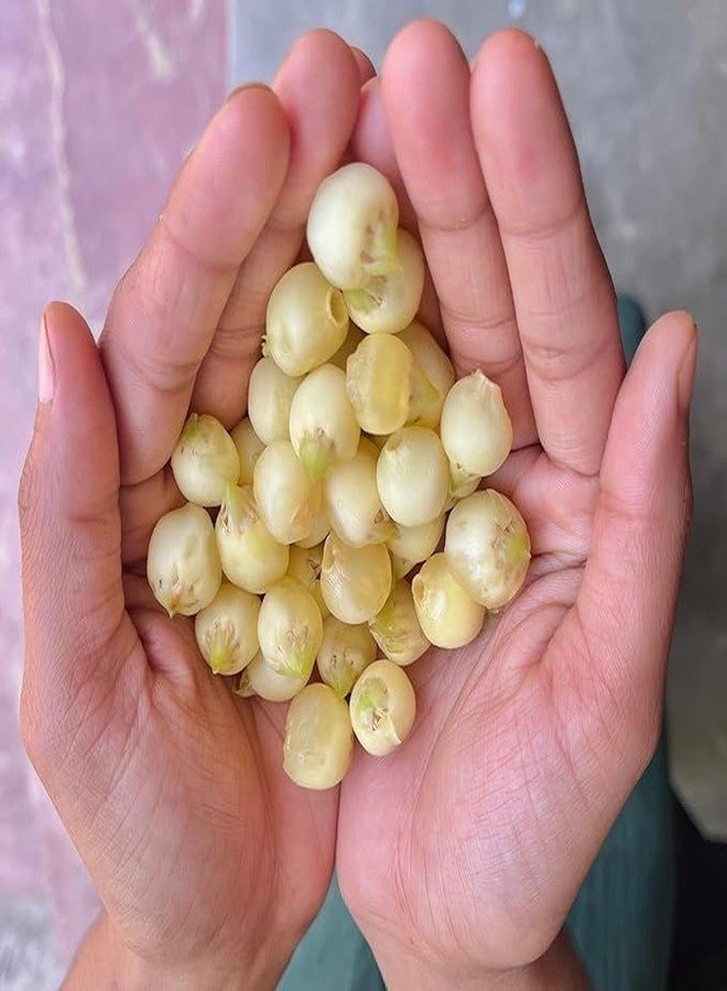 AWADH- Desi Mahua Flower Dried 2 kg | (Madhuca Longifolia) Phool Mahua - Mahuya Flower - Madhuca Indica Mahua Fruit from Village Tree Mahua | Mohwa | Vippa | Iluppai | Mohuwa | | - Image 4