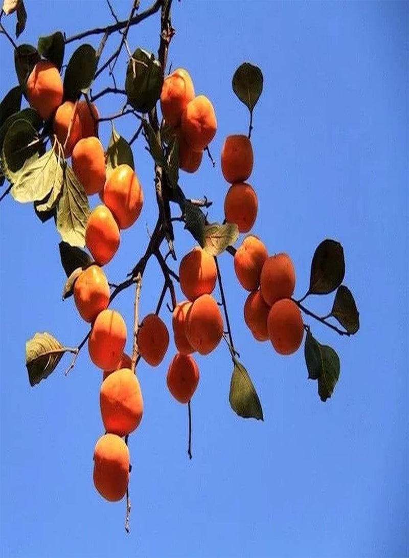 GGOOT 100pcs Persimmon Seeds  - Image 3