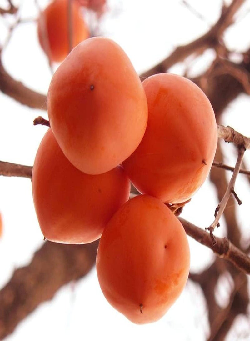 GGOOT 100pcs Persimmon Seeds  - Image 1
