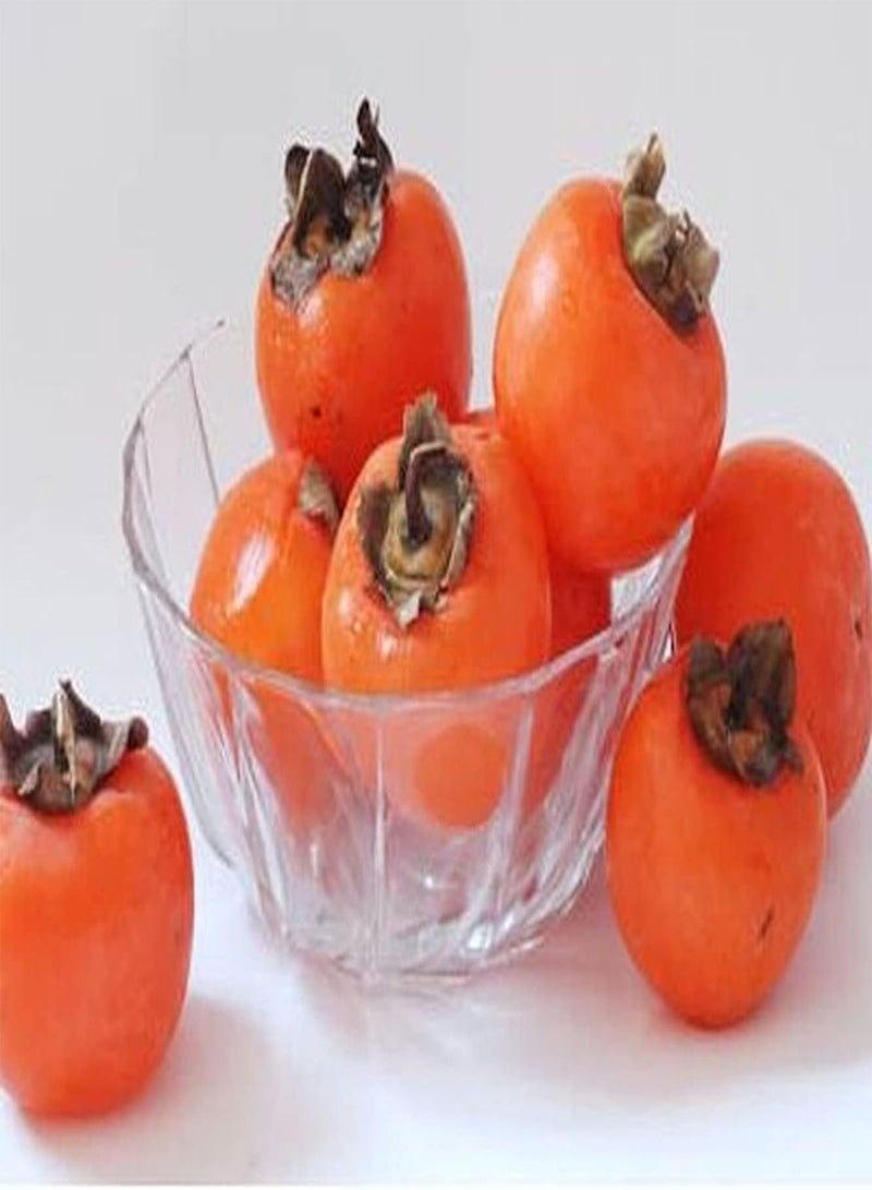 GGOOT 100pcs Persimmon Seeds  - Image 2