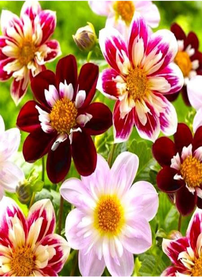 GGOOT Seeds Dandy Collarette Dahlia Mix 50+ Seeds for Planting Annual Flower  - Image 1