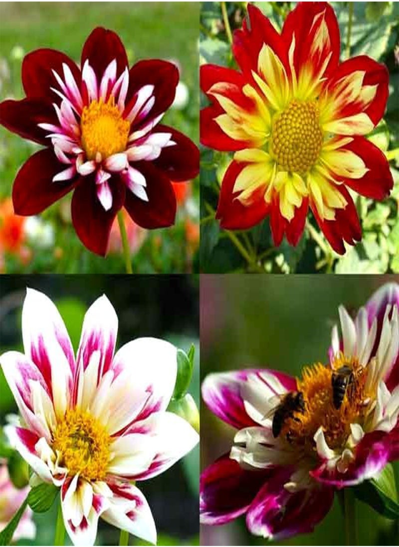 GGOOT Seeds Dandy Collarette Dahlia Mix 50+ Seeds for Planting Annual Flower  - Image 5