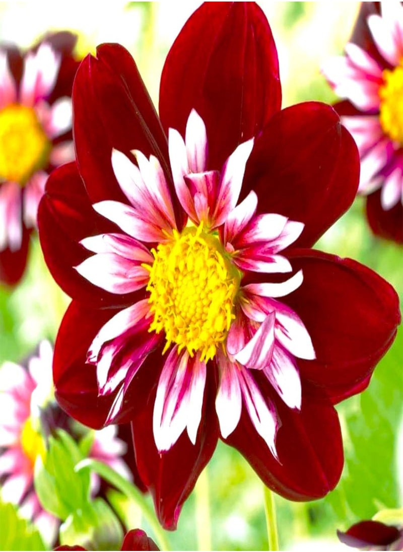 GGOOT Seeds Dandy Collarette Dahlia Mix 50+ Seeds for Planting Annual Flower  - Image 4