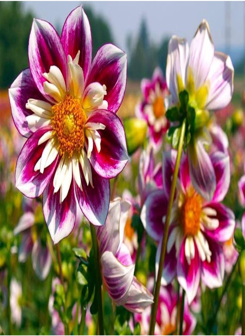 GGOOT Seeds Dandy Collarette Dahlia Mix 50+ Seeds for Planting Annual Flower  - Image 2