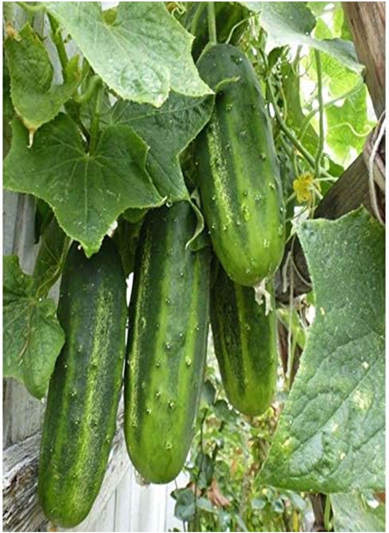 GGOOT Arkansas Little Leaf Cucumber Seeds (20 Seed Pack) 