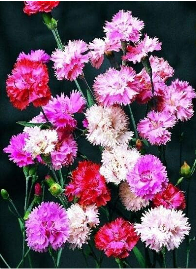 GGOOT Perennial Flower Dianthus Spring Beauty Mixed 600 Seeds 