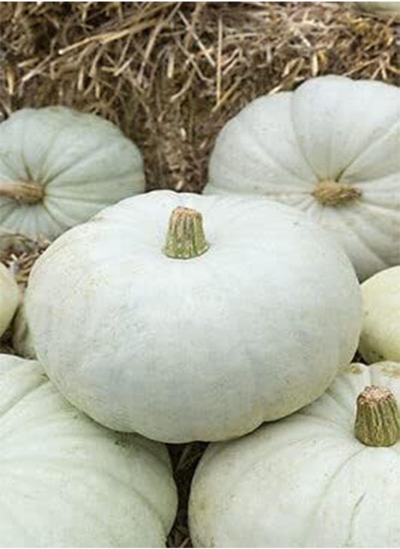 GGOOT Pumpkin Seed: White Harvest Pumpkin Seeds Fresh Seed 25+ Seed 