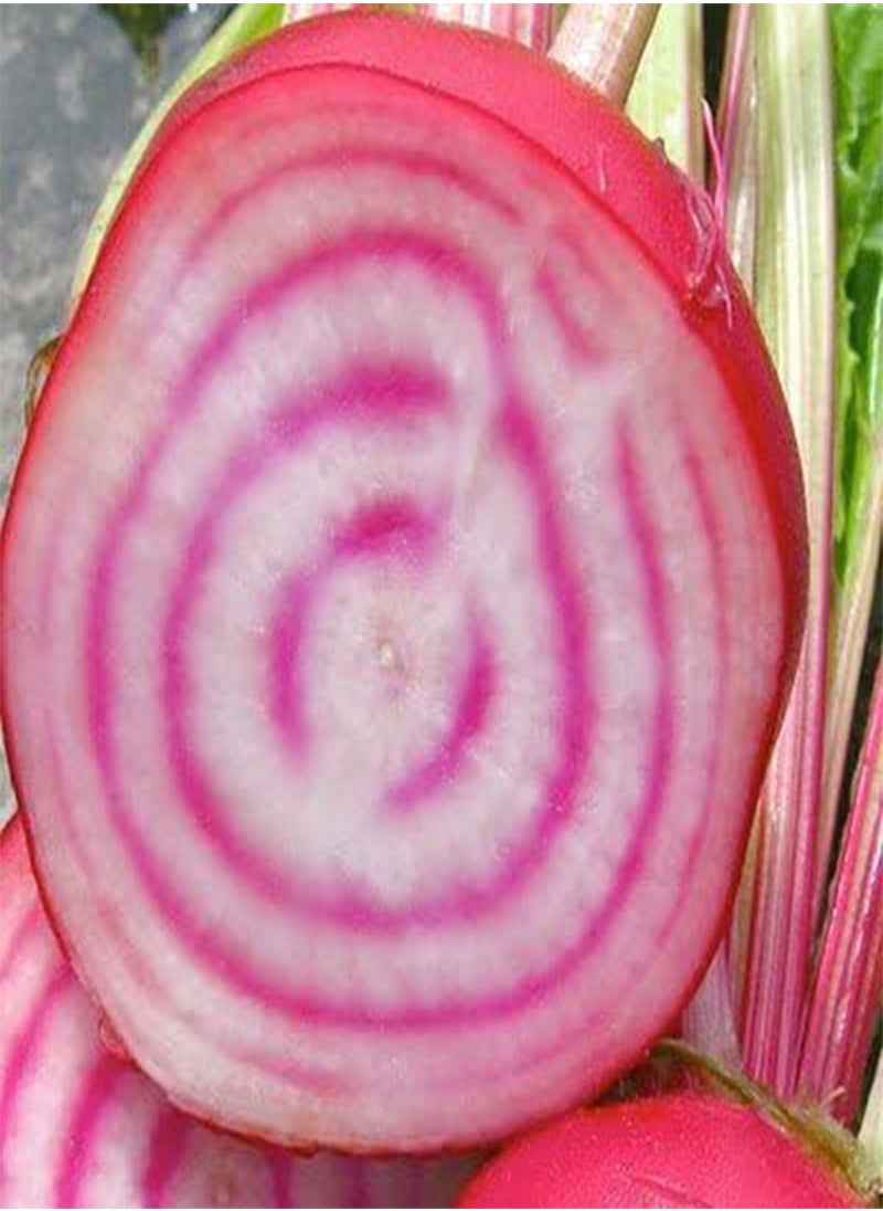 GGOOT Beet Chioggia Great Heirloom Vegetable by  300 Seeds  - Image 3