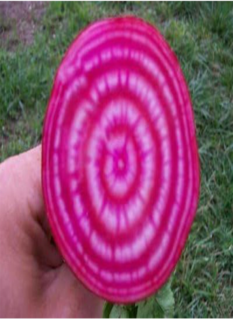 GGOOT Beet Chioggia Great Heirloom Vegetable by  300 Seeds  - Image 2