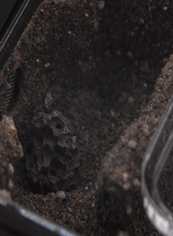 Ant Dimension Ant Farm Natura Module 2:1 - Perfect for Queens and Small Colonies - Professional Formicarium, Modular and Adaptable to Many Species (Black) - Image 3