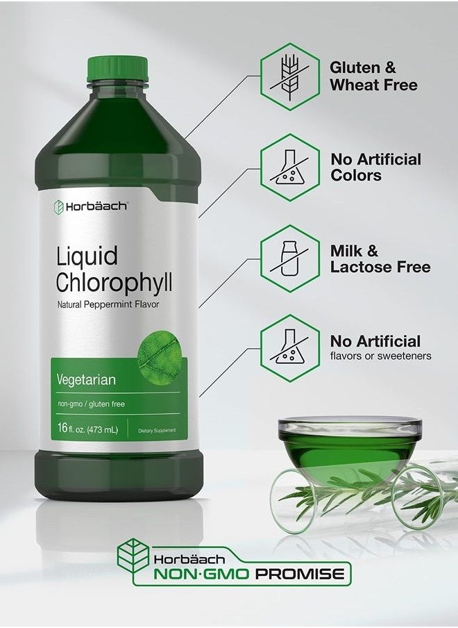 Horbäach - Chlorophyll Liquid Drops 100mg | 32 oz (2 x 16 oz Bottles) | Natural Peppermint Flavor | Vegetarian, Non-GMO, and Gluten Free Formula | by Horbaach - Image 1