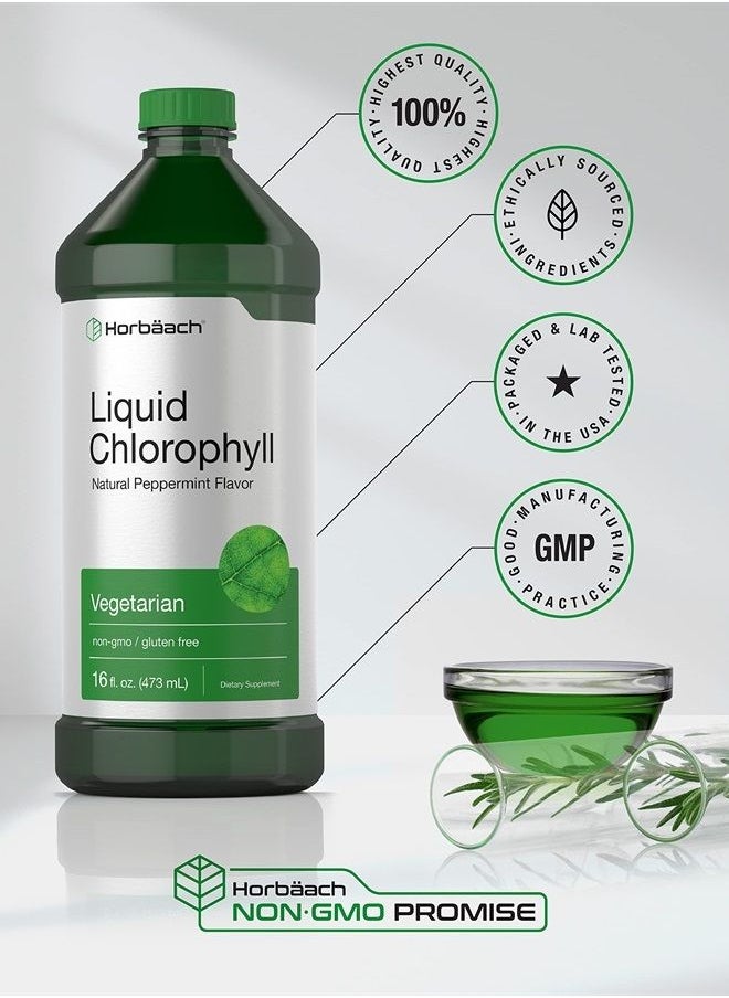 Horbäach - Chlorophyll Liquid Drops 100mg | 32 oz (2 x 16 oz Bottles) | Natural Peppermint Flavor | Vegetarian, Non-GMO, and Gluten Free Formula | by Horbaach - Image 1