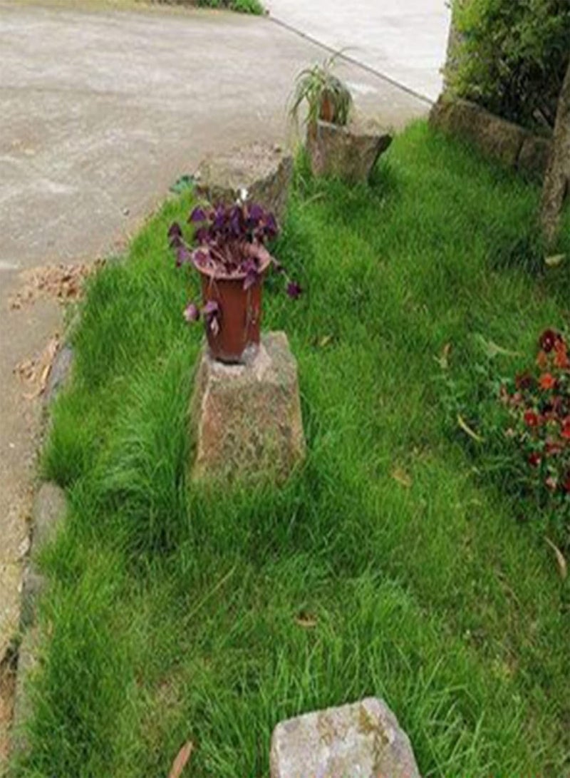 GGOOT 1 Pack Grass Plants Seeds Assorted Pack Non-GMO Productive Bonsai Bermuda Seedlings for Home Garden 100 1size - Image 3