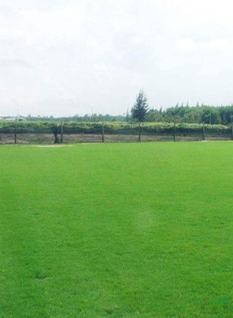 GGOOT 1 Pack Grass Plants Seeds Assorted Pack Non-GMO Productive Bonsai Bermuda Seedlings for Home Garden 100 1size - Image 5