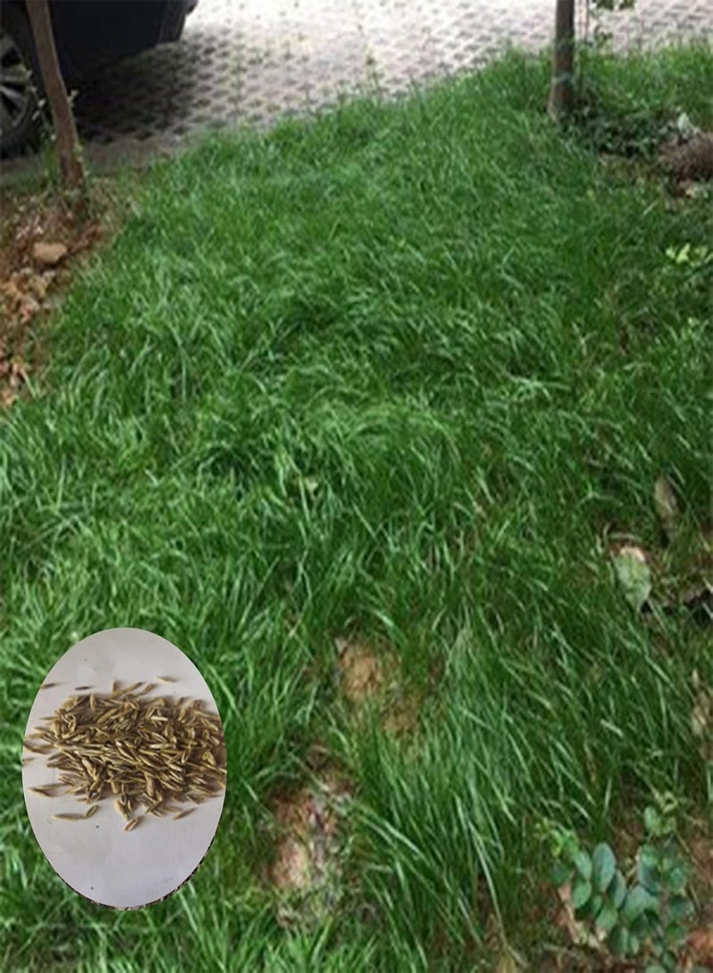 GGOOT 1 Pack Grass Plants Seeds Assorted Pack Non-GMO Productive Bonsai Bermuda Seedlings for Home Garden 100 1size - Image 2