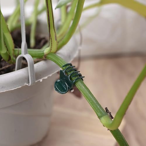 AccEncyc 100 Pcs Plant Clips Orchid Clips Plants Orchid Support Clips Flower Vine Clips for Supporting Stems Vines Stalks Climbing Plant Grow Upright - Image 4