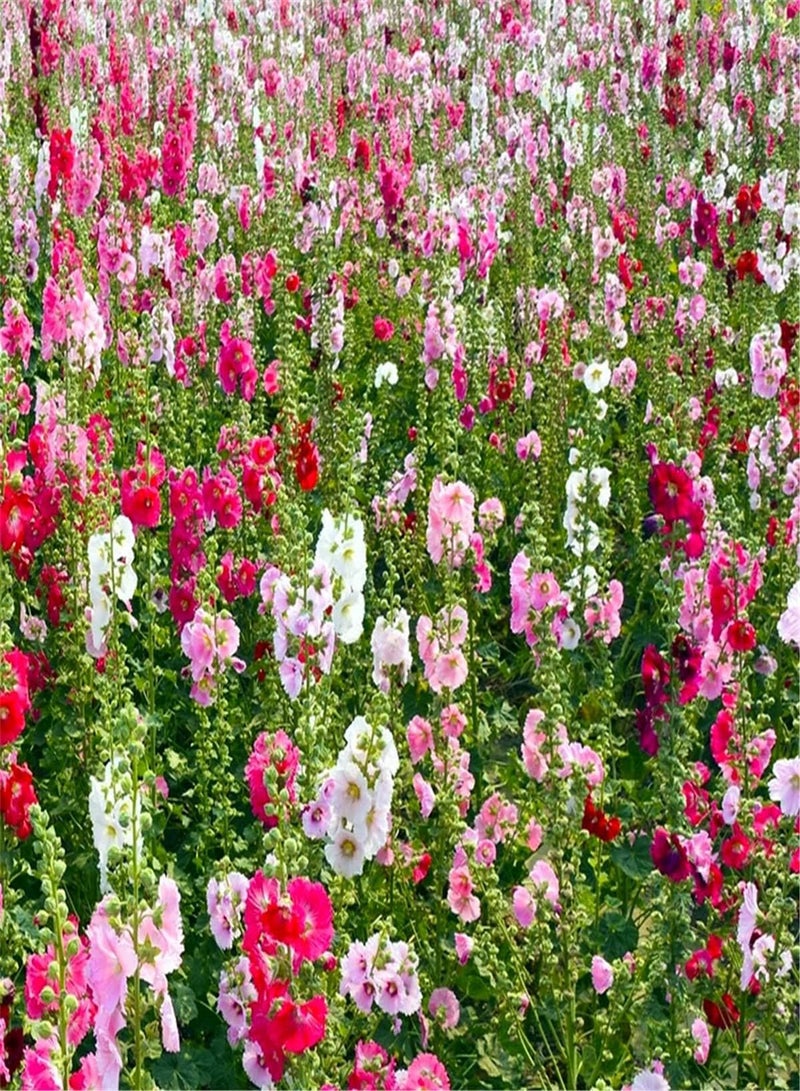 GGOOT Mixed Hollyhock Seeds Grow UK Gardening Herb Seeds for Planting Outdoors-200pcs,Mix - Image 2