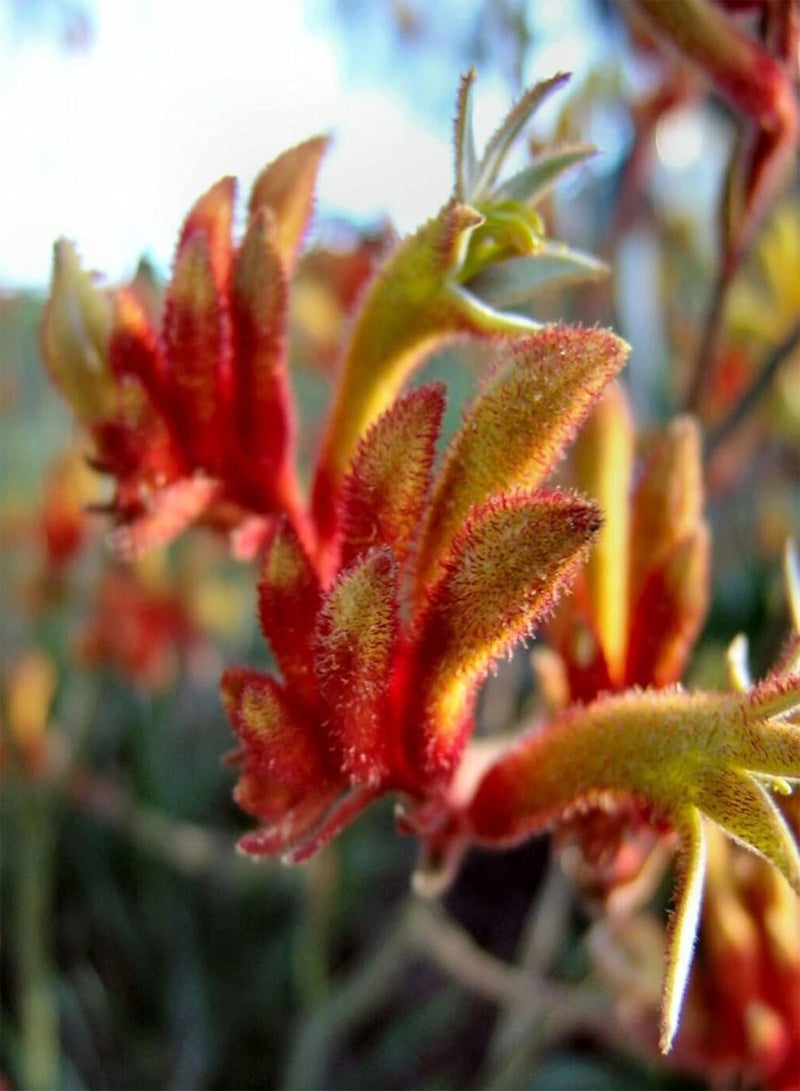 GGOOT 200Pcs Anigganthos Flower Seeds Assorted Pack | DIY Garden Decorative Mixed Color Anigganthos Seedlings Pack Seeds 1size - Image 2