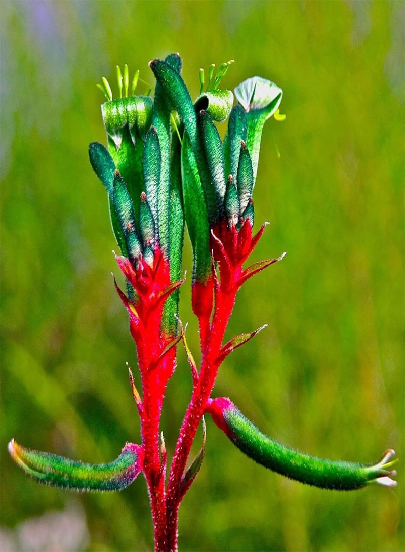 GGOOT 200Pcs Anigganthos Flower Seeds Assorted Pack | DIY Garden Decorative Mixed Color Anigganthos Seedlings Pack Seeds 1size - Image 4