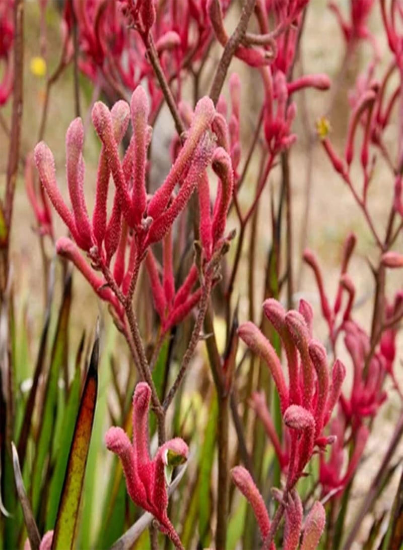 GGOOT 200Pcs Anigganthos Flower Seeds Assorted Pack | DIY Garden Decorative Mixed Color Anigganthos Seedlings Pack Seeds 1size - Image 5