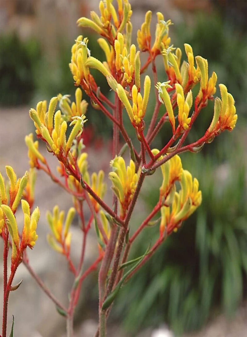 GGOOT 200Pcs Anigganthos Flower Seeds Assorted Pack | DIY Garden Decorative Mixed Color Anigganthos Seedlings Pack Seeds 1size - Image 3