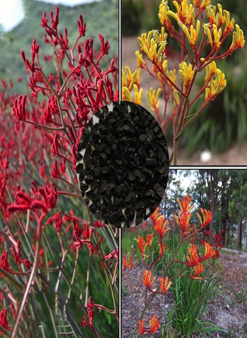 GGOOT 200Pcs Anigganthos Flower Seeds Assorted Pack | DIY Garden Decorative Mixed Color Anigganthos Seedlings Pack Seeds 1size - Image 1