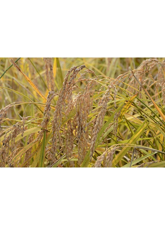 IPPINKA Rice Bran Soap All Natural 4.9 Oz Product Of Japan - Image 5