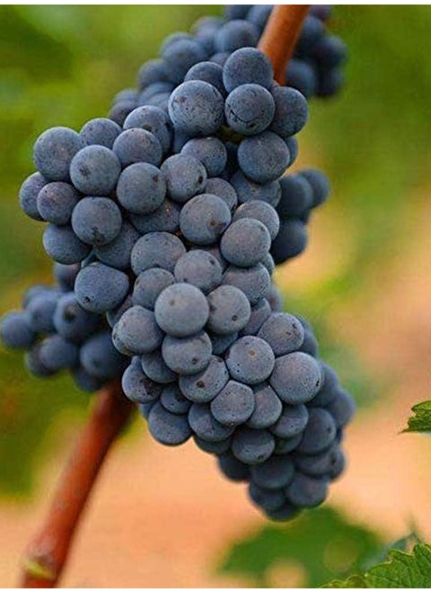 100Pcs Grape Seeds