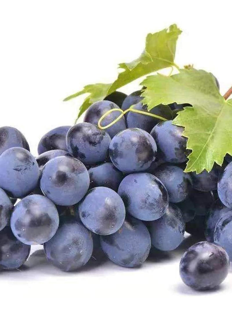 100Pcs Grape Seeds