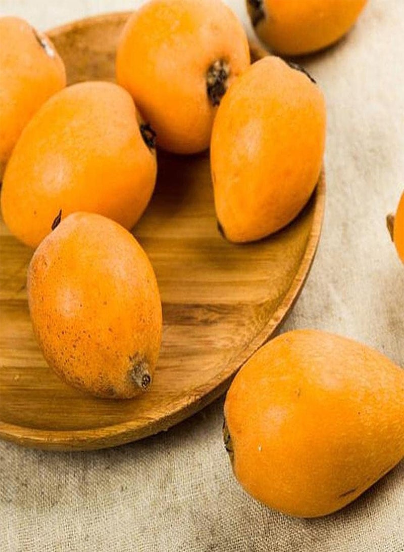 GGOOT 5pcs Heirloom Loquat Seeds Perennial Fruit Trees are Good Choice for Planting Adding Beautiful Landscape to The Beauty of Garden - Image 2