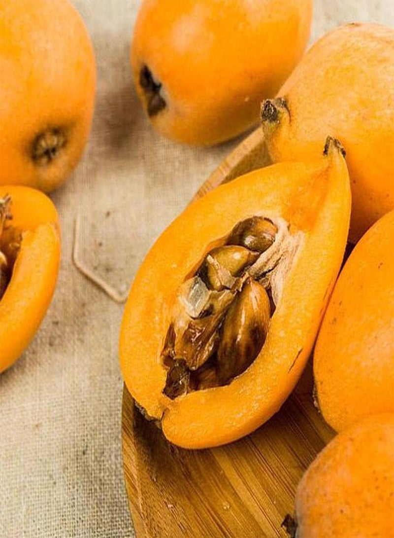 GGOOT 5pcs Heirloom Loquat Seeds Perennial Fruit Trees are Good Choice for Planting Adding Beautiful Landscape to The Beauty of Garden - Image 1